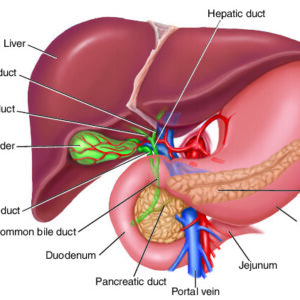 Dinh dưỡng & chăm sóc sức khoẻ khi bị bệnh gan